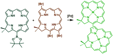 Graphical abstract: Directly linked hydroporphyrin dimers