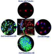 Graphical abstract: Novel tubulin-targeted cell penetrating antimitotic octapeptide