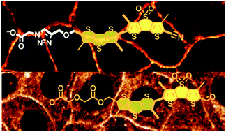 Graphical abstract: Headgroup engineering in mechanosensitive membrane probes