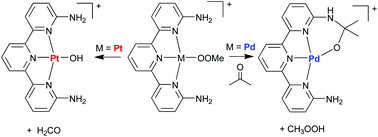 Graphical abstract: Divergent reactivity of platinum(ii) and palladium(ii) methylperoxo complexes and the formation of an unusual hemi-aminal complex