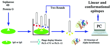 Graphical abstract: Identification of IgE and IgG epitopes on native Bos d 4 allergen specific to allergic children