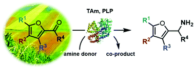 Graphical abstract: Furfurylamines from biomass: transaminase catalysed upgrading of furfurals