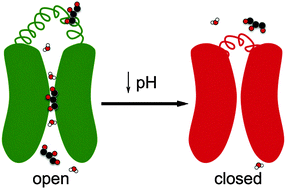 Graphical abstract: Exploring the gating mechanisms of aquaporin-3: new clues for the design of inhibitors?