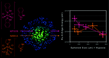 Graphical abstract: Comparison of KP1019 and NAMI-A in tumour-mimetic environments