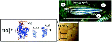 Graphical abstract: In vivo identification of potential uranium protein targets in zebrafish ovaries after chronic waterborne exposure