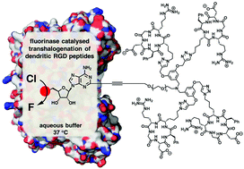 Graphical abstract: Enzymatic transhalogenation of dendritic RGD peptide constructs with the fluorinase