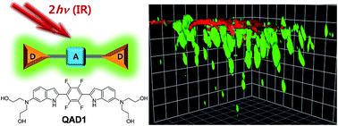 Graphical abstract: A quadrupolar two-photon fluorescent probe for in vivo imaging of amyloid-β plaques