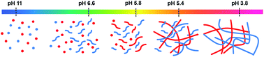 Graphical abstract: Self-sorted photoconductive xerogels