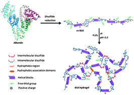 Graphical abstract: Disulfide-crosslinked albumin hydrogels