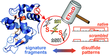 Graphical abstract: Deducing disulfide patterns of cysteine-rich proteins using signature fragments produced by top-down mass spectrometry