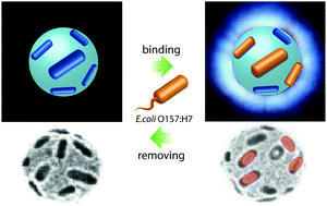 Graphical abstract: Spontaneous and specific binding of enterohemorrhagic Escherichia coli to overoxidized polypyrrole-coated microspheres