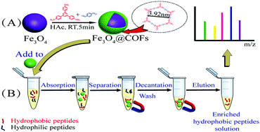 Graphical abstract: Room-temperature synthesis of core–shell structured magnetic covalent organic frameworks for efficient enrichment of peptides and simultaneous exclusion of proteins