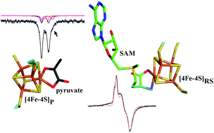 Graphical abstract: Spectroscopic evidence for cofactor–substrate interaction in the radical-SAM enzyme TYW1