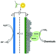 Graphical abstract: An overview of cathode materials for microbial electrosynthesis of chemicals from carbon dioxide