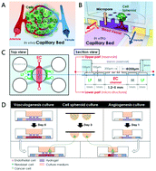 Graphical abstract: “Open-top” microfluidic device for in vitro three-dimensional capillary beds
