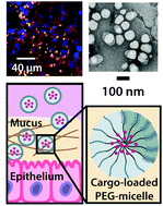 Graphical abstract: Mucopenetrating micelles with a PEG corona