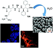 Graphical abstract: Self-assembly of an amphipathic ααβ-tripeptide into cationic spherical particles for intracellular delivery