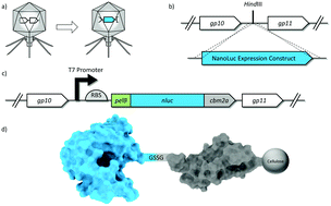 Graphical abstract: Reporter bacteriophage T7NLC utilizes a novel NanoLuc::CBM fusion for the ultrasensitive detection of Escherichia coli in water