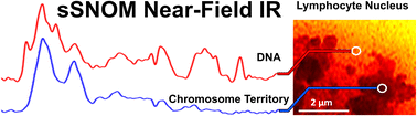 Graphical abstract: Near-field infrared nanospectroscopy and super-resolution fluorescence microscopy enable complementary nanoscale analyses of lymphocyte nuclei