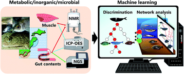 Graphical abstract: Regional feature extraction of various fishes based on chemical and microbial variable selection using machine learning