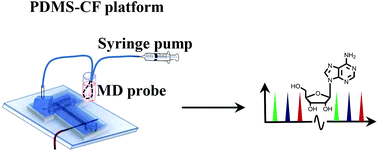 Graphical abstract: Continuous monitoring of adenosine and its metabolites using microdialysis coupled to microchip electrophoresis with amperometric detection