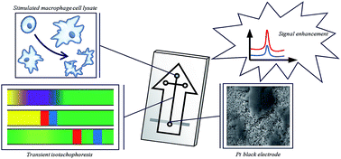 Graphical abstract: Optimization of a microchip electrophoresis method with electrochemical detection for the determination of nitrite in macrophage cells as an indicator of nitric oxide production