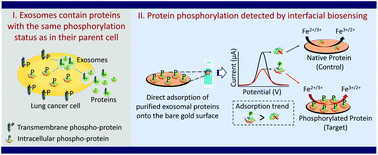 Graphical abstract: An exosomal- and interfacial-biosensing based strategy for remote monitoring of aberrantly phosphorylated proteins in lung cancer cells