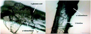 Graphical abstract: The use of biocompatible crystalline substrates for the heterogeneous nucleation and polymorphic selection of indomethacin