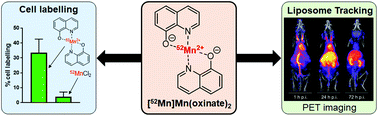 Graphical abstract: Manganese-52: applications in cell radiolabelling and liposomal nanomedicine PET imaging using oxine (8-hydroxyquinoline) as an ionophore