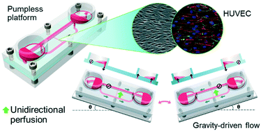 Graphical abstract: UniChip enables long-term recirculating unidirectional perfusion with gravity-driven flow for microphysiological systems