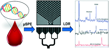 Graphical abstract: Microfluidic-based solid phase extraction of cell free DNA