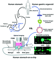 Graphical abstract: Human stomach-on-a-chip with luminal flow and peristaltic-like motility