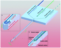 Graphical abstract: A miniaturized push–pull-perfusion probe for few-second sampling of neurotransmitters in the mouse brain