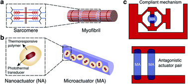 Graphical abstract: Modular soft robotic microdevices for dexterous biomanipulation