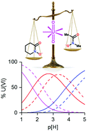 Graphical abstract: Effects of preorganization in the chelation of UO22+ by hydroxamate ligands: cyclic PIPO−vs. linear NMA−