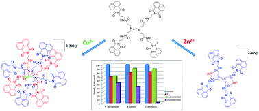 Graphical abstract: Impact of Cu(ii) and Zn(ii) ions on the functional properties of new PAMAM metallodendrimers