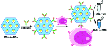 Graphical abstract: A multifunctional mesoporous silica–gold nanocluster hybrid platform for selective breast cancer cell detection using a catalytic amplification-based colorimetric assay