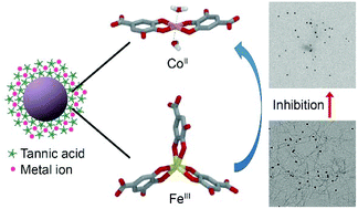 Graphical abstract: Metal-dependent inhibition of amyloid fibril formation: synergistic effects of cobalt–tannic acid networks