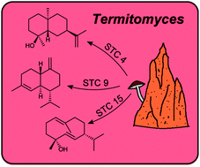 Graphical abstract: Mechanistic characterization of three sesquiterpene synthases from the termite-associated fungus Termitomyces