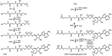 Graphical abstract: Seven-enzyme in vitro cascade to (3R)-3-hydroxybutyryl-CoA