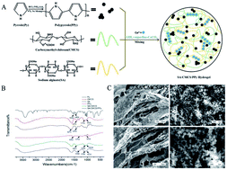 Graphical abstract: A conductive sodium alginate and carboxymethyl chitosan hydrogel doped with polypyrrole for peripheral nerve regeneration