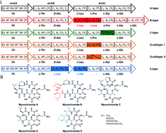 Graphical abstract: Synthetic biology approaches and combinatorial biosynthesis towards heterologous lipopeptide production