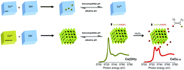 Graphical abstract: Artificial cerium-based proenzymes confined in lyotropic liquid crystals: synthetic strategy and on-demand activation