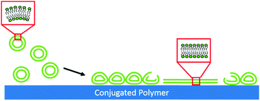 Graphical abstract: Lipid bilayer formation on organic electronic materials