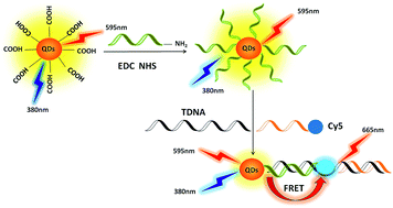 Graphical abstract: A highly selective fluorescent probe for sensitive detection of HAV in water