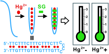 Graphical abstract: Systematic investigation of a quantitative paper-based DNA reader (qPDR) for distance-based quantification of nucleic acids and mercury ions