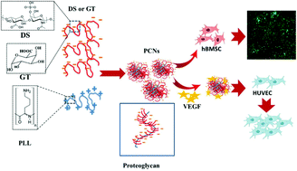 Graphical abstract: Biomimetic proteoglycan nanoparticles for growth factor immobilization and delivery