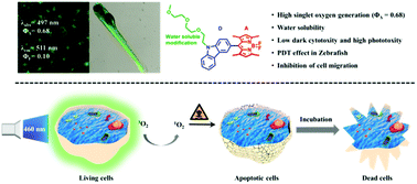 Graphical abstract: A water soluble carbazolyl-BODIPY photosensitizer with an orthogonal D–A structure for photodynamic therapy in living cells and zebrafish