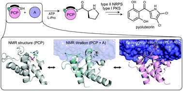 Graphical abstract: Dynamic visualization of type II peptidyl carrier protein recognition in pyoluteorin biosynthesis