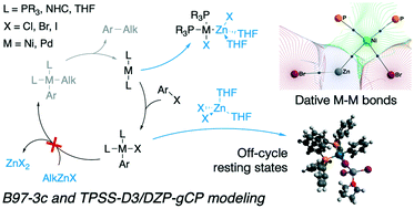 Graphical abstract: Intermetallic species in the Negishi coupling and their involvement in inhibition pathways